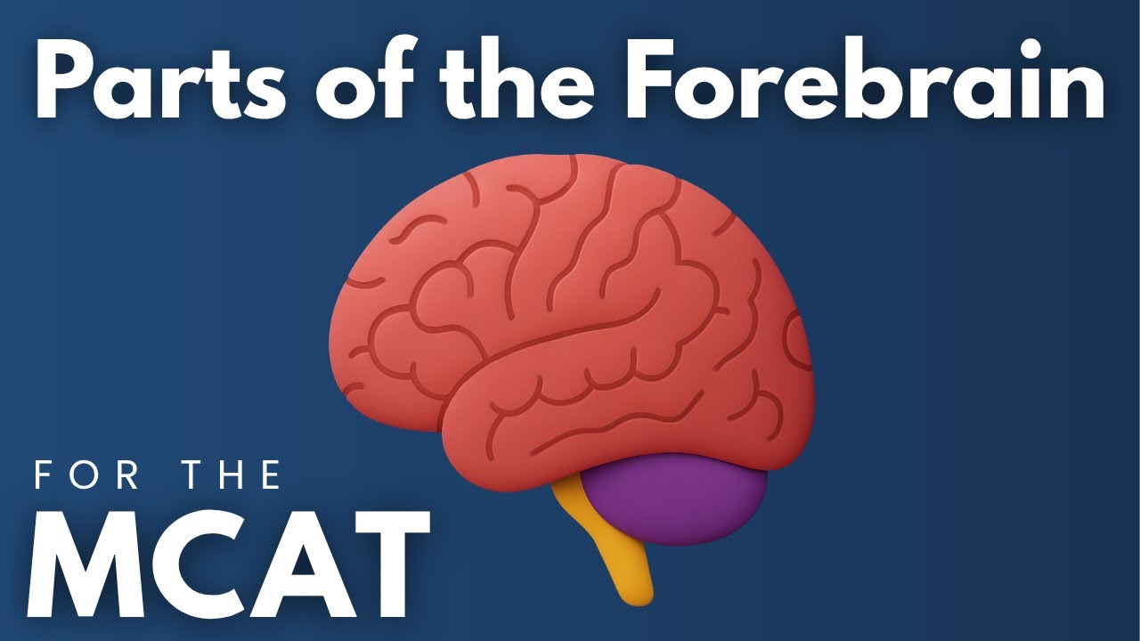 MCAT Parts of the Forebrain Explained in 4 Minutes