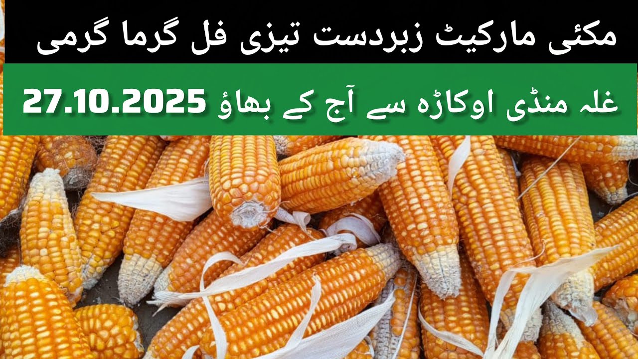 Maize mandi rate // makki rate today okara mandi // corn price today Punjab 27.10.2025