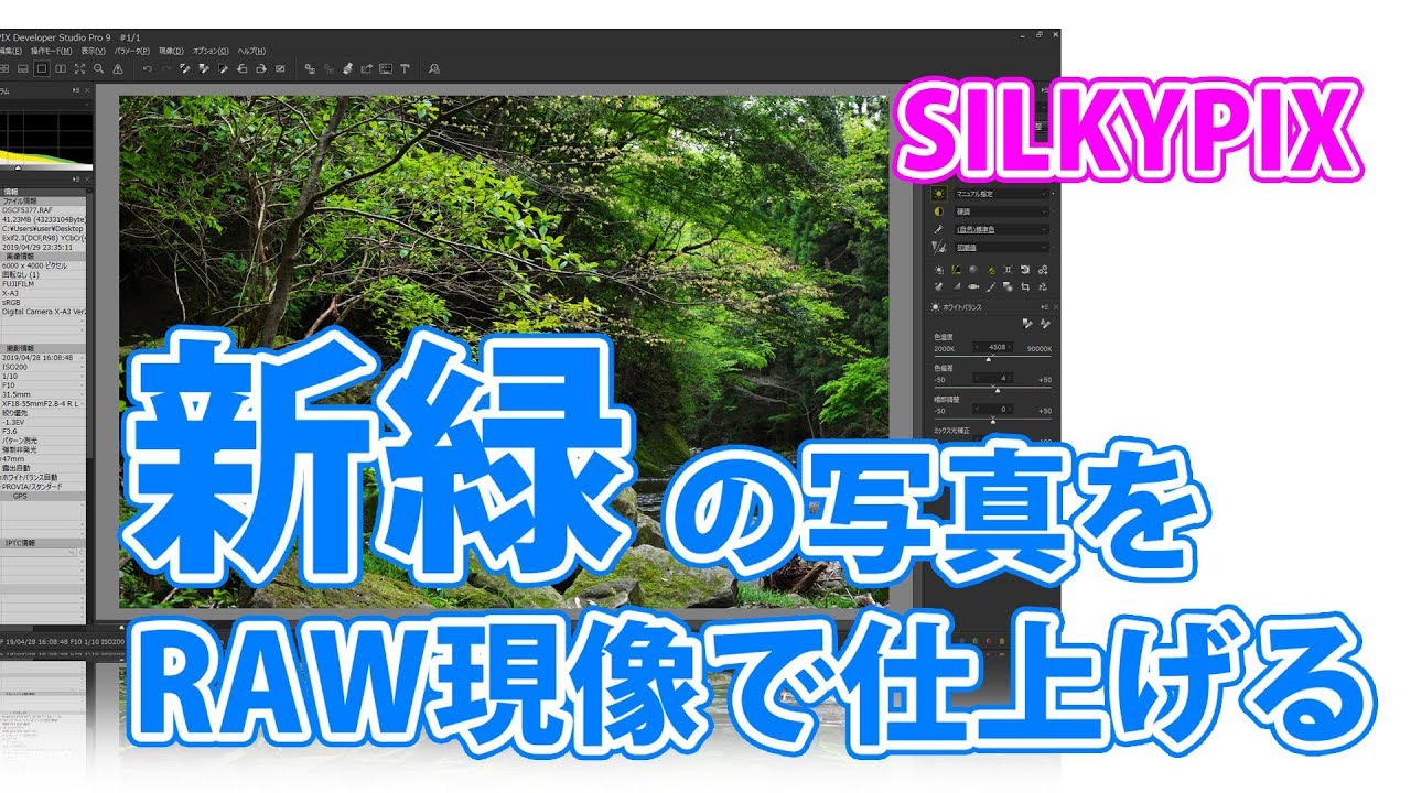 新緑の写真をSILKYPIXでRAW現像【調整のポイントなど】