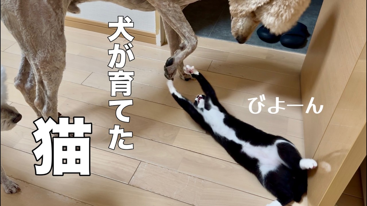 【拾った猫を犬が教育】３ヶ月前に拾った猫をスタンダードプードルが教育したらこうなりました　|捨て猫|売れ残り|スタンダードプードル|poodle