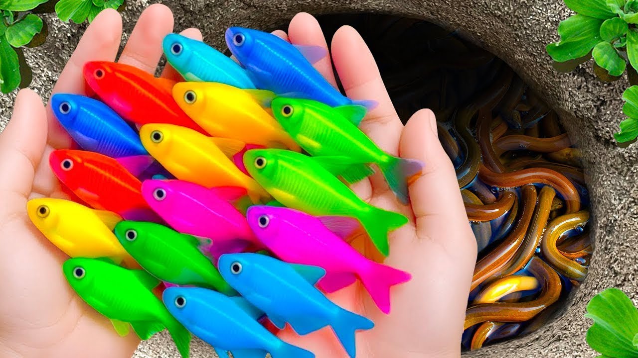 Catch beautiful fish and cute animals. turtles, frogs, catfish, molly fish, guppies, koi, nemo.