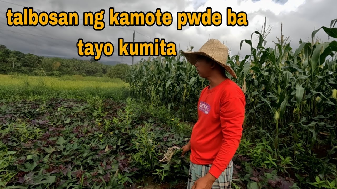 Talbosan kamote pwde rin pala pagkakitaan at palawakin