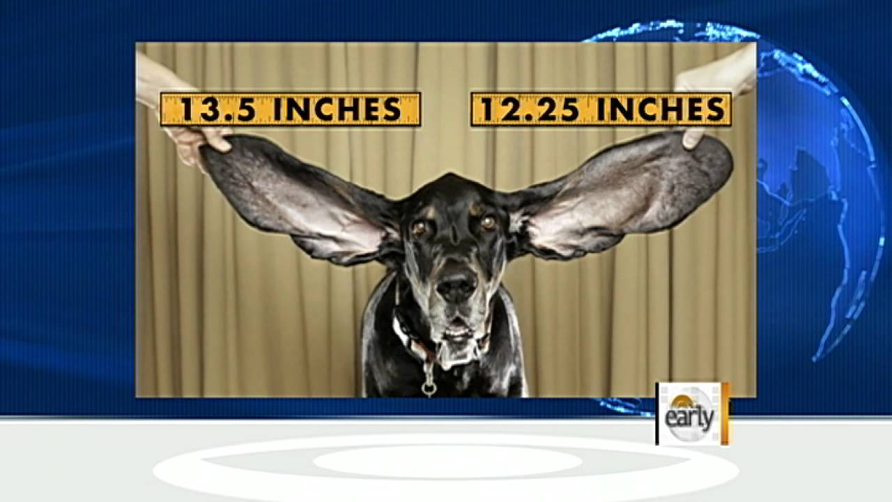 The Early Show - Dog named Harbor has the world's longest ears