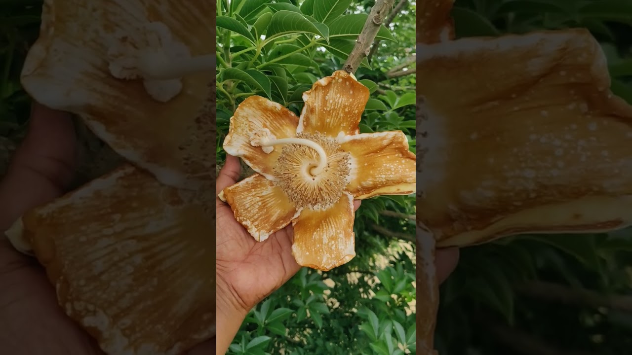 Are Kalpavriksha Trees the SECRET to a Thriving Garden? #kalpavriksha #treeoflife