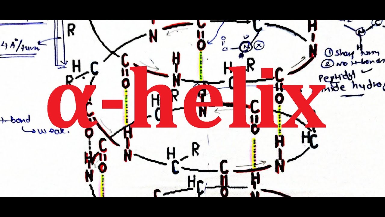 17. Secondary structure of proteins | Alpha helix