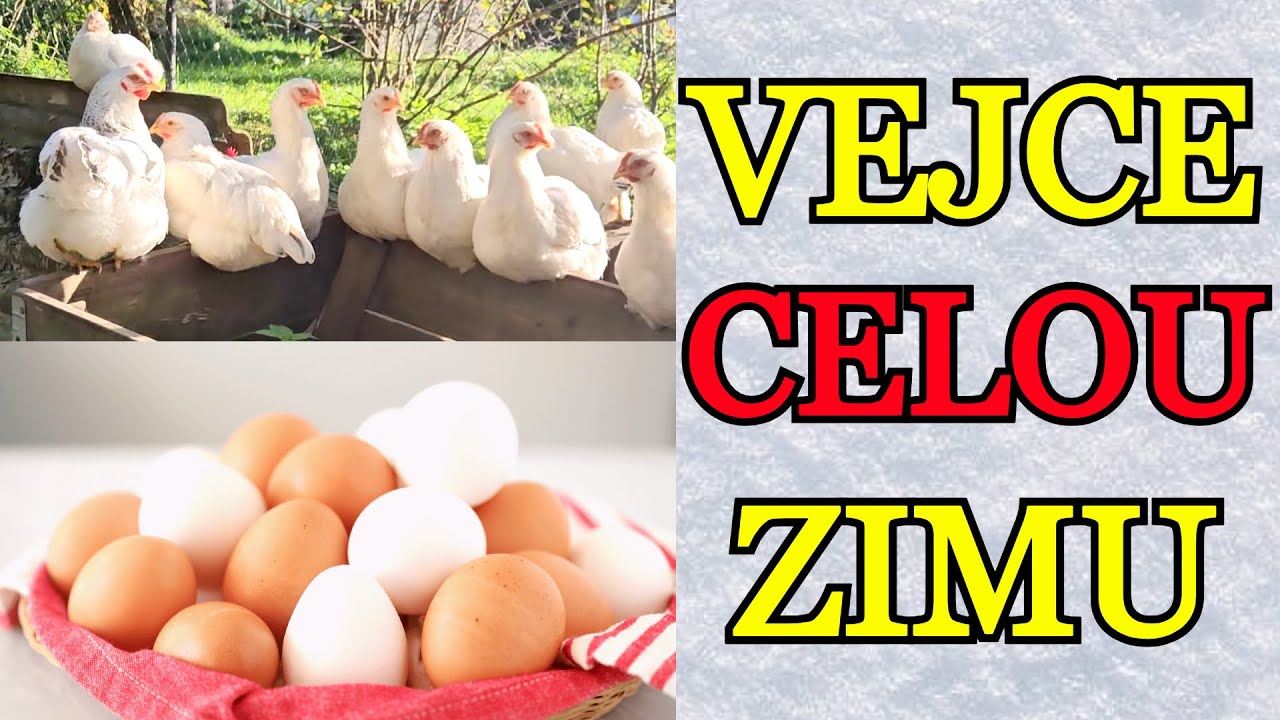 3 TIPY Jak mít vejce od slepic PO CELOU ZIMU | Co můžete udělat právě TEĎ, abyste zlepšili snášku?