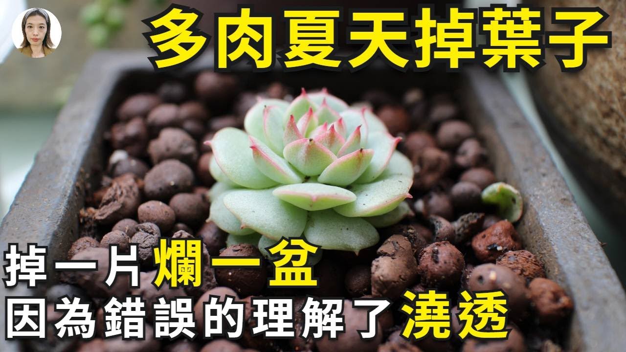 多肉度夏|多肉掉叶子，共有3个原因，其中2个与多肉控水有关，不是你不会浇是夏天这样浇水不行|花花世界