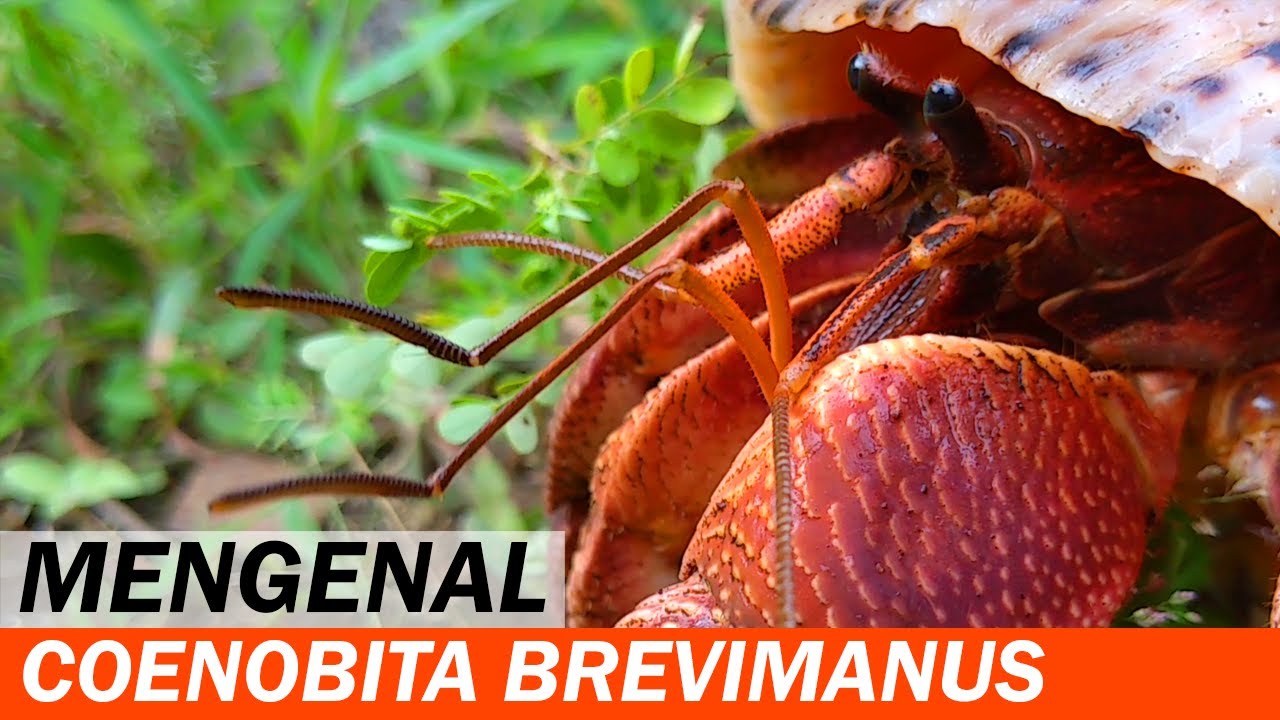 Mengenal Kelomang Coenobita Brevimanus Dana | Pengetahuan Kelomang | Crabpedia