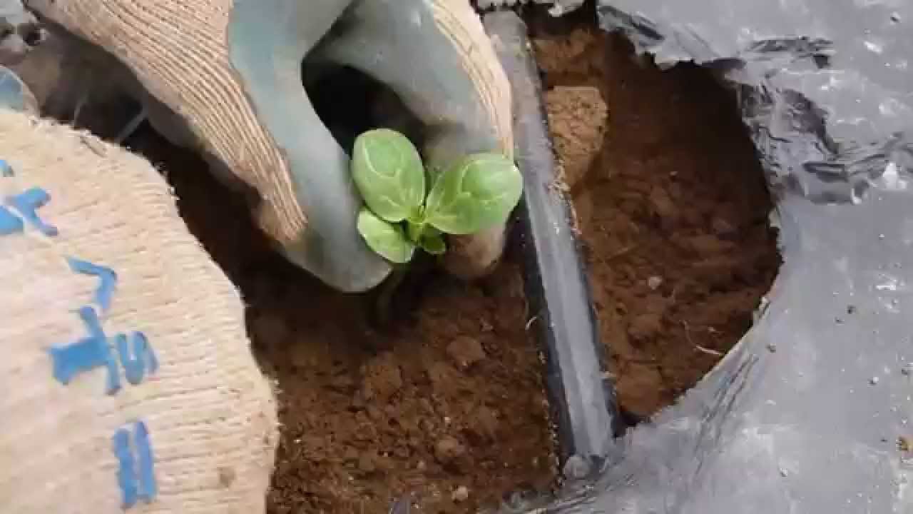 How to Transplant Watermelon Seedlings in 60 sec.