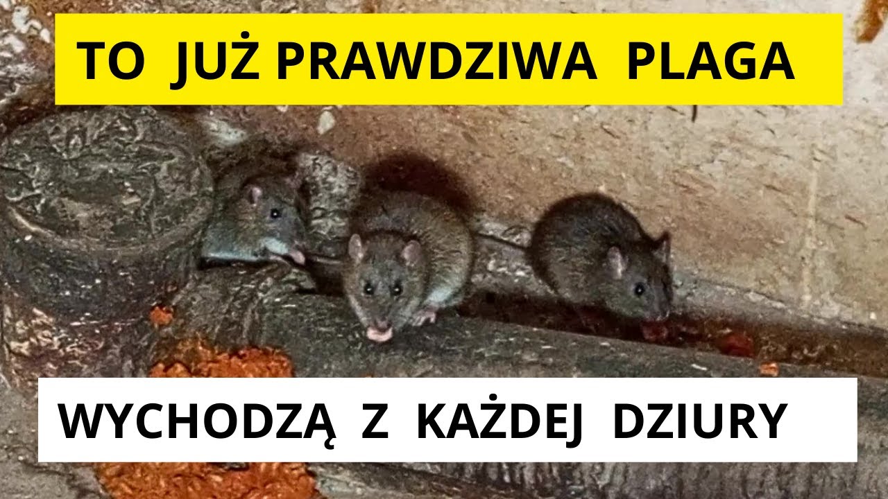 Szczury opanowały piwnicę . To już prawdziwa plaga . Wigo serwis tv