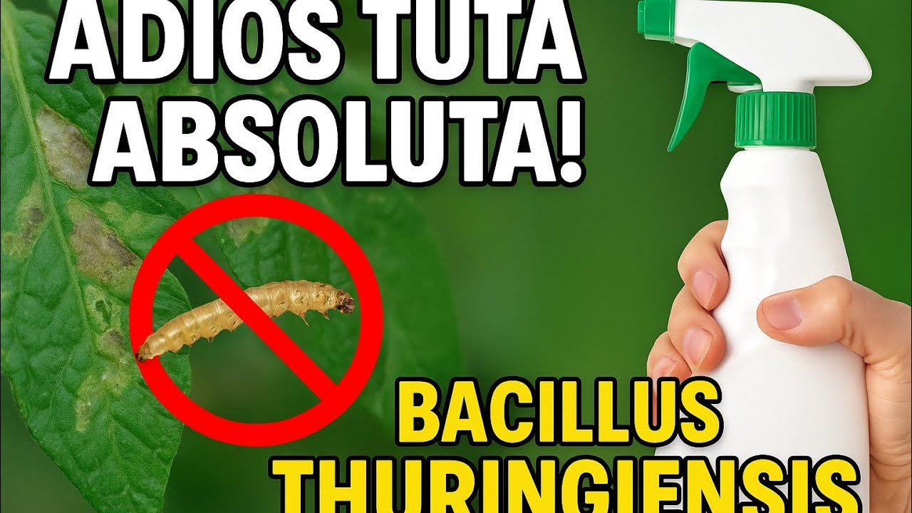 🐛🍅 Elimina TUTA ABSOLUTA con BACILLUS THURINGIENSIS | Control BIOLÓGICO 100% efectivo