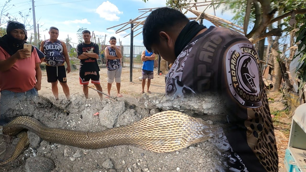 COBRA NATUNTON ANG LUNGGA SA MISMONG PADER NG BAHAY