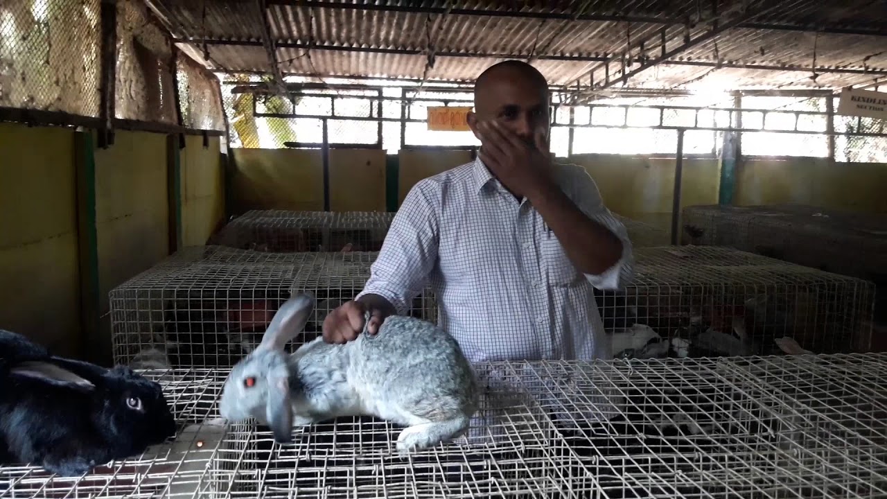 Dr.Migdad Ashiyana Rabbit Farm # 102 with Mr.Muralidhar from Telangana