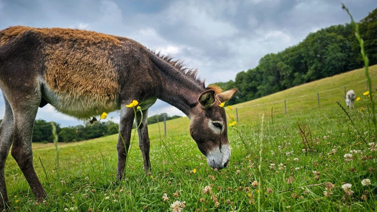 36 ânes d’Israël trouvent refuge à l’Arche de BB !