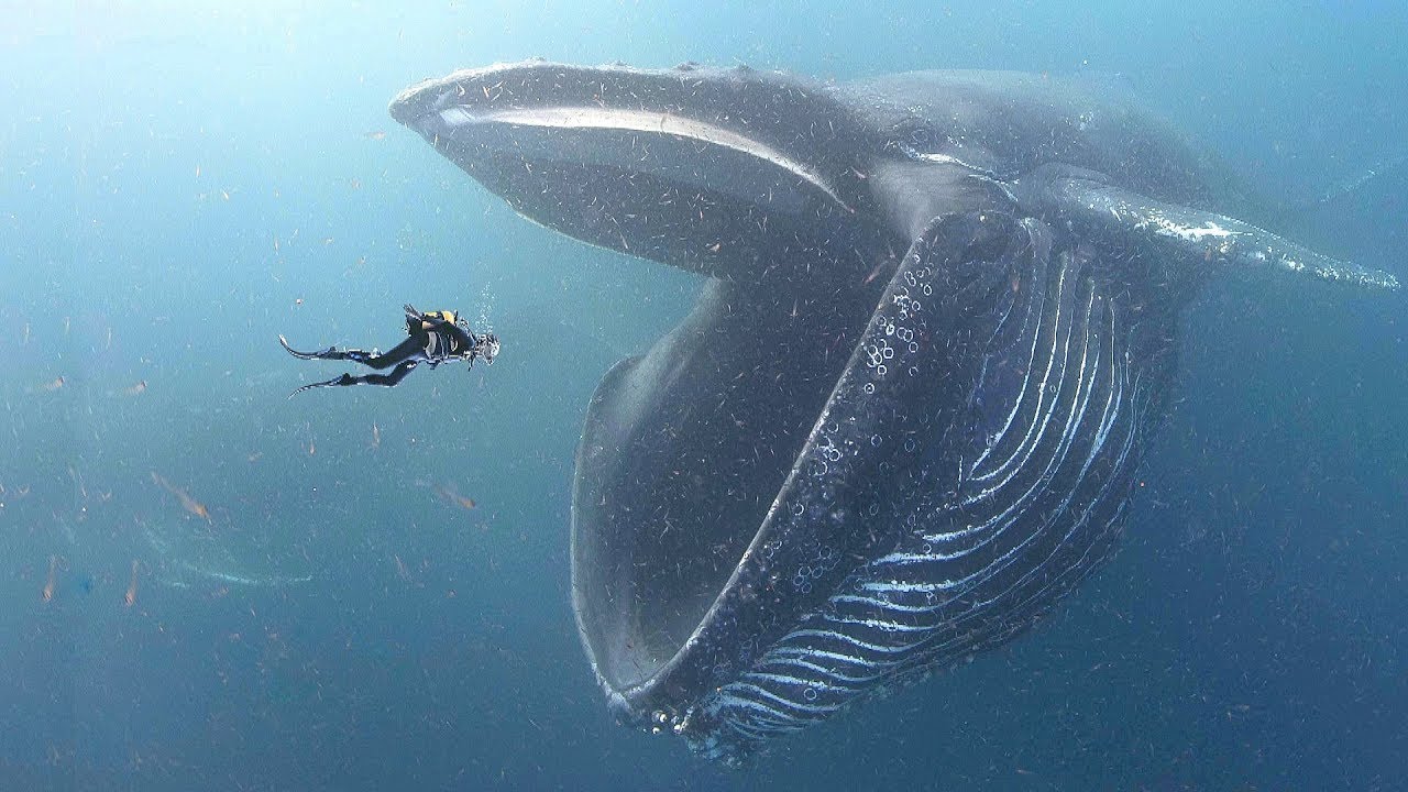 Бузургтарин ҳайвони ҷаҳон - кити кабуд ба чӣ кор қодир аст