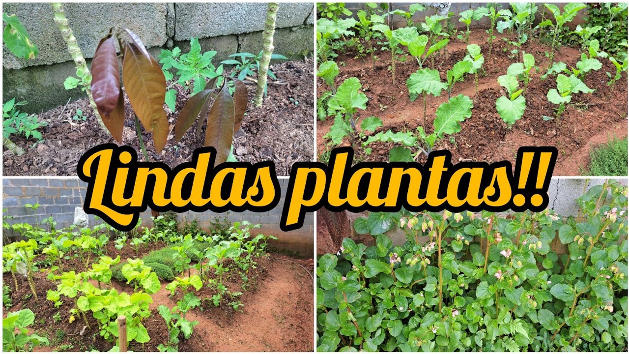 PEQUENA CAPINA NOS MATOS/UMA LINDA PLANTA NASCEU NA HORTA