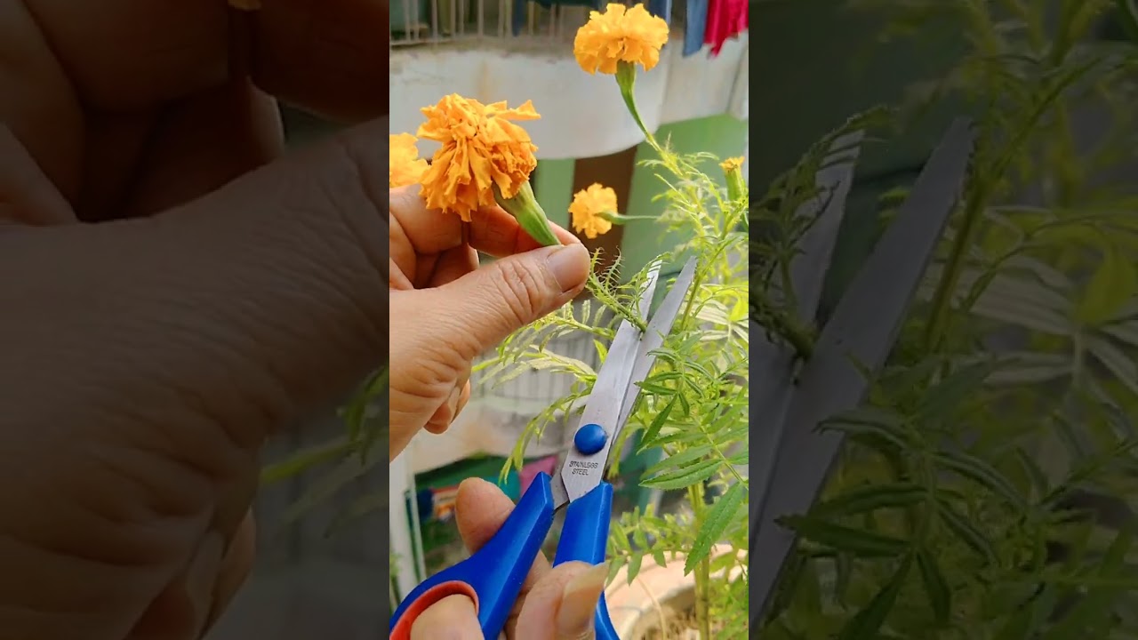 #marigold #viral #plants #explore #trending #hobbygarden #ytshorts #youtubeshort #flowers