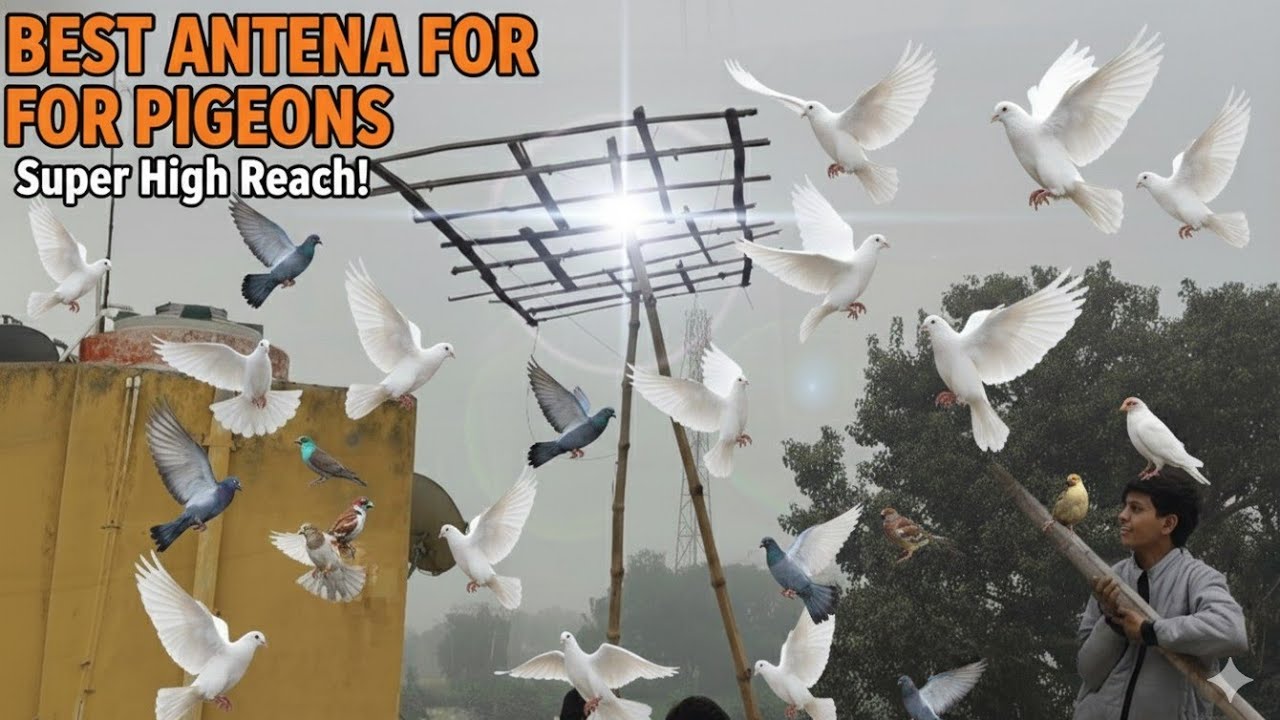 KABUTAR KE LIYE ANTINA KESHE BANAYE (HOW TO MAKE ANTINA FOR PIGEON)🕊️ 🔥💯😊