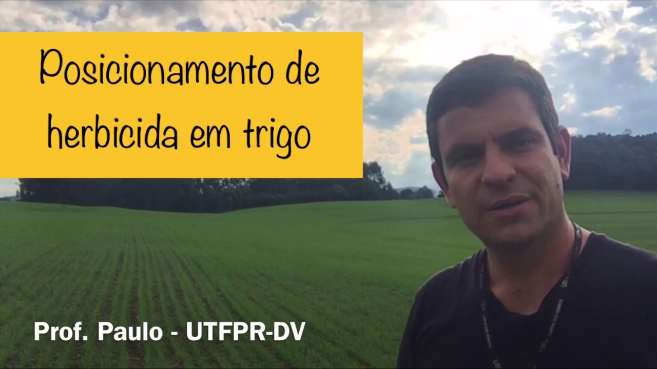 Posicionamento de herbicida em trigo