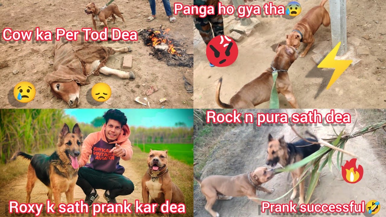 Cow Ka Per Tod Diya Kise n😢|| Roxy K Sath Prank Kar Diya Rock Ki Sath Mil Kar || Prank Successful🤣