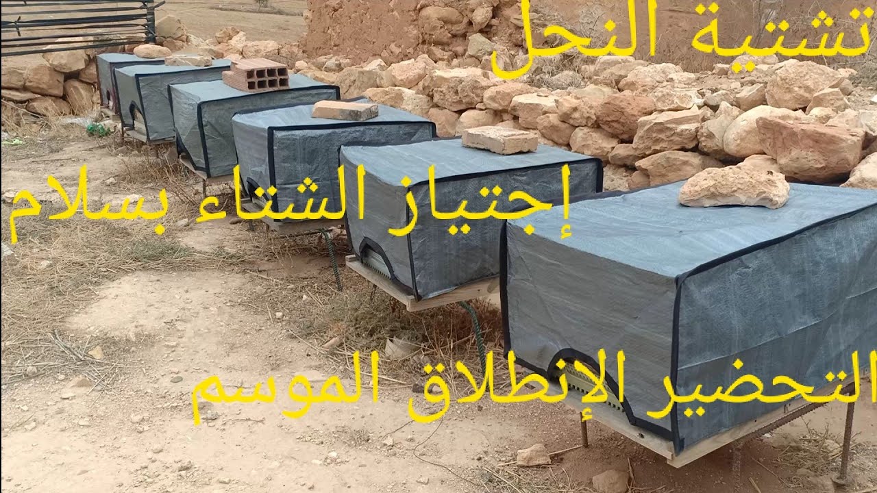 الحلقة 90 تشتية النحل لإجتاز الشتاء و التجهيز للموسم الجديد