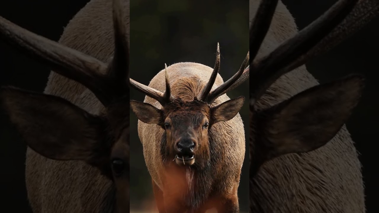 Is it worth it? Sony 600mm f4 Wildlife Photography