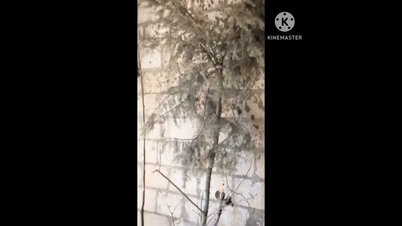 نصائح  اطلاق حسون صيد جديد في قفص كبير او سلاكة