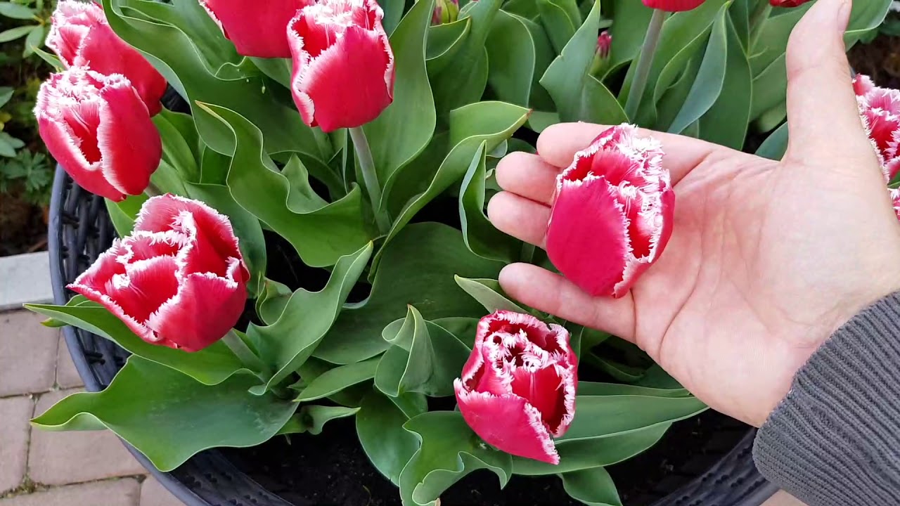 Uprawa tulipanów w pojemnikach/doniczkach.