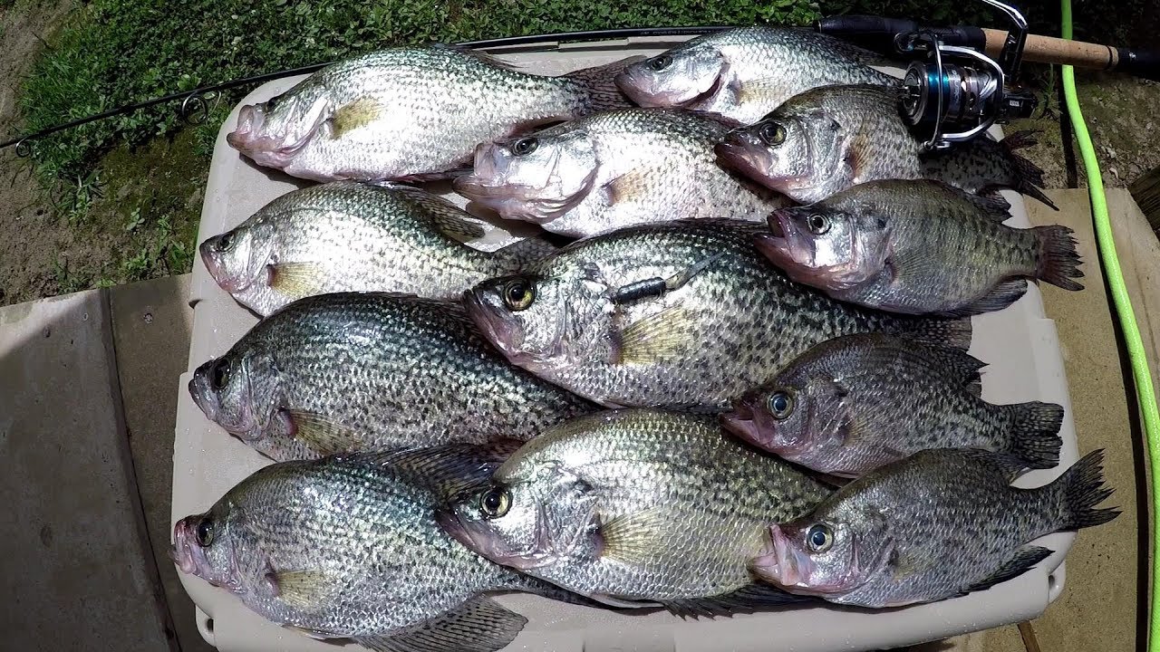 Crappie Fishing! Vertical Jigging Early Morning SLABS