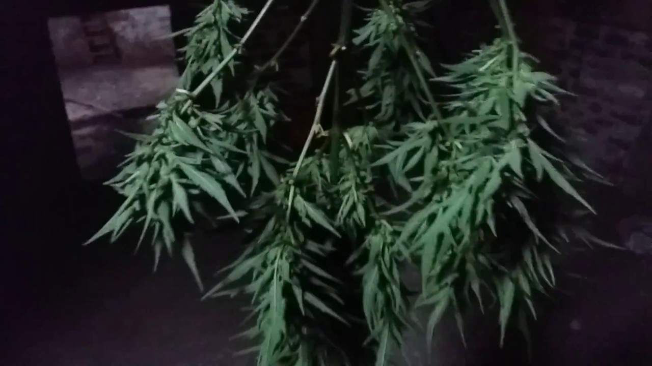 2017 UK OUTDOOR GROW, Hanging the Haze auto