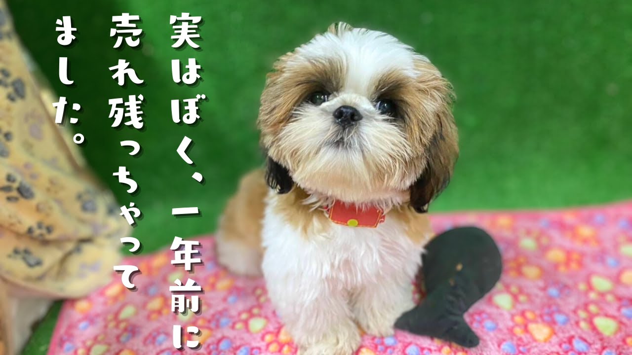 【シーズー】売れ残っちゃてた我が子がうちに来て１年経ちました！