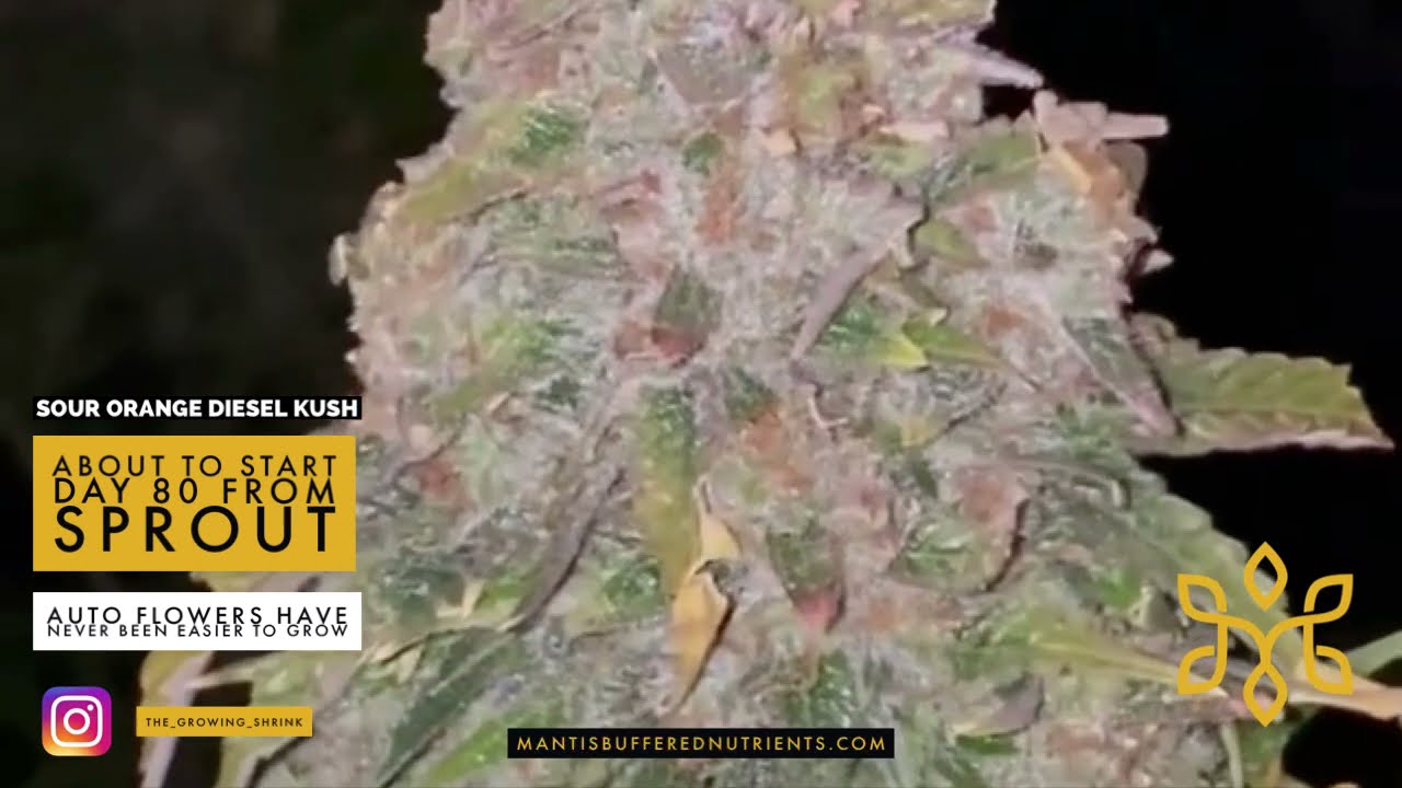 The Most Simple Way to Grow Premium Autoflowers MANTIS&trade; Buffered Nutrients