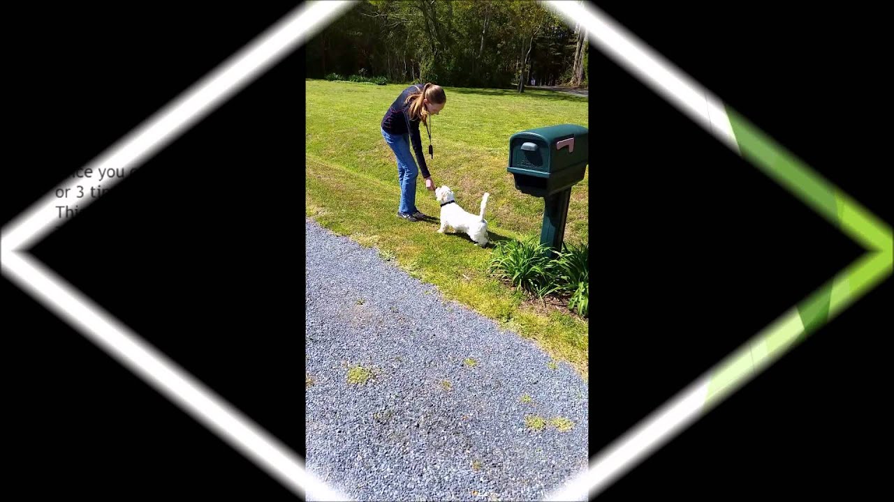 How to Train Your Dog to Wipe ALL FOUR Paws!!!