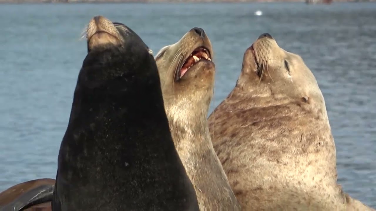 Sea Lions at Cowichan Bay British Columbia Oct 31 2022