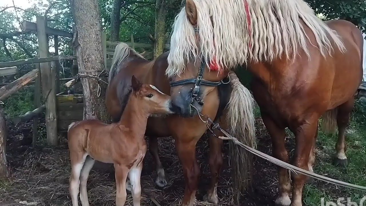 ЖЕРЕБЕЦ БАСТИОН И ЗАРИНА ИХ ПЕРВАЯ ВСТРЕЧА