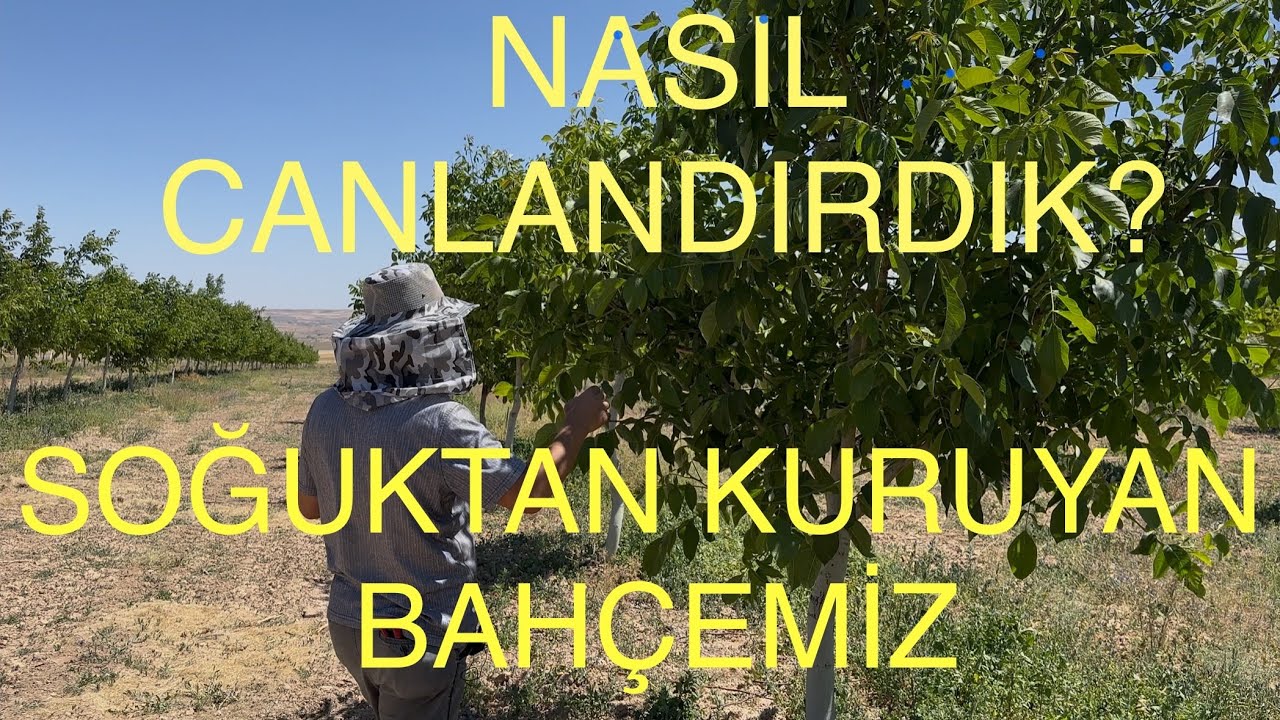 SOĞUKTAN KURUYAN BAHÇEMİZİ NASIL CANLANDIRDIK? Neler yaptık ? Ceviz Adam Ahmet