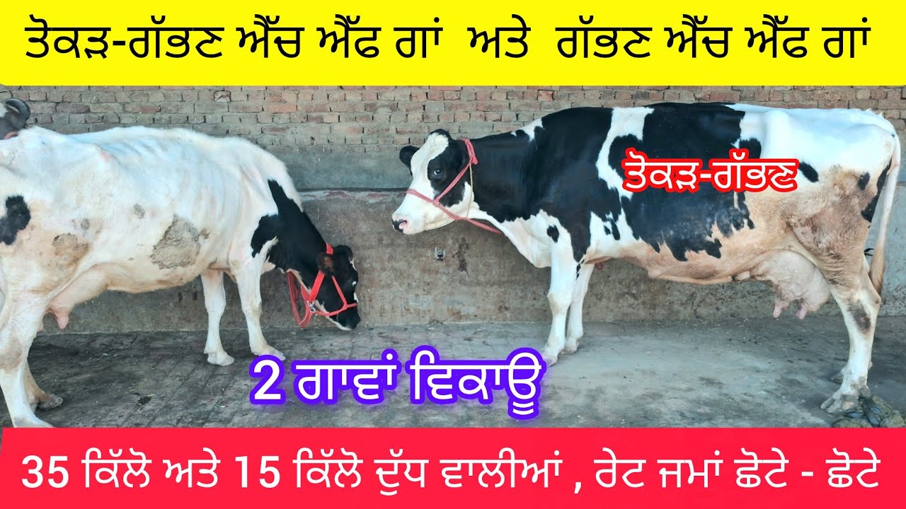 ਤੋਕੜ-ਗੱਭਣ ਅਤੇ ਗੱਭਣ -- ਜਾਇਜ ਰੇਟ ਵਿੱਚ 2 ਗਾਵਾਂ ਵਿਕਾਊ  73550-18792  tokad gabhan check pass hf cow sale
