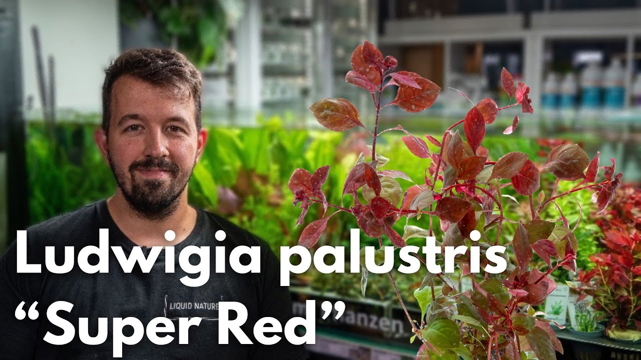 Ludwigia palustris “Super Red” | Liquid Nature Pflanzenvorstellung