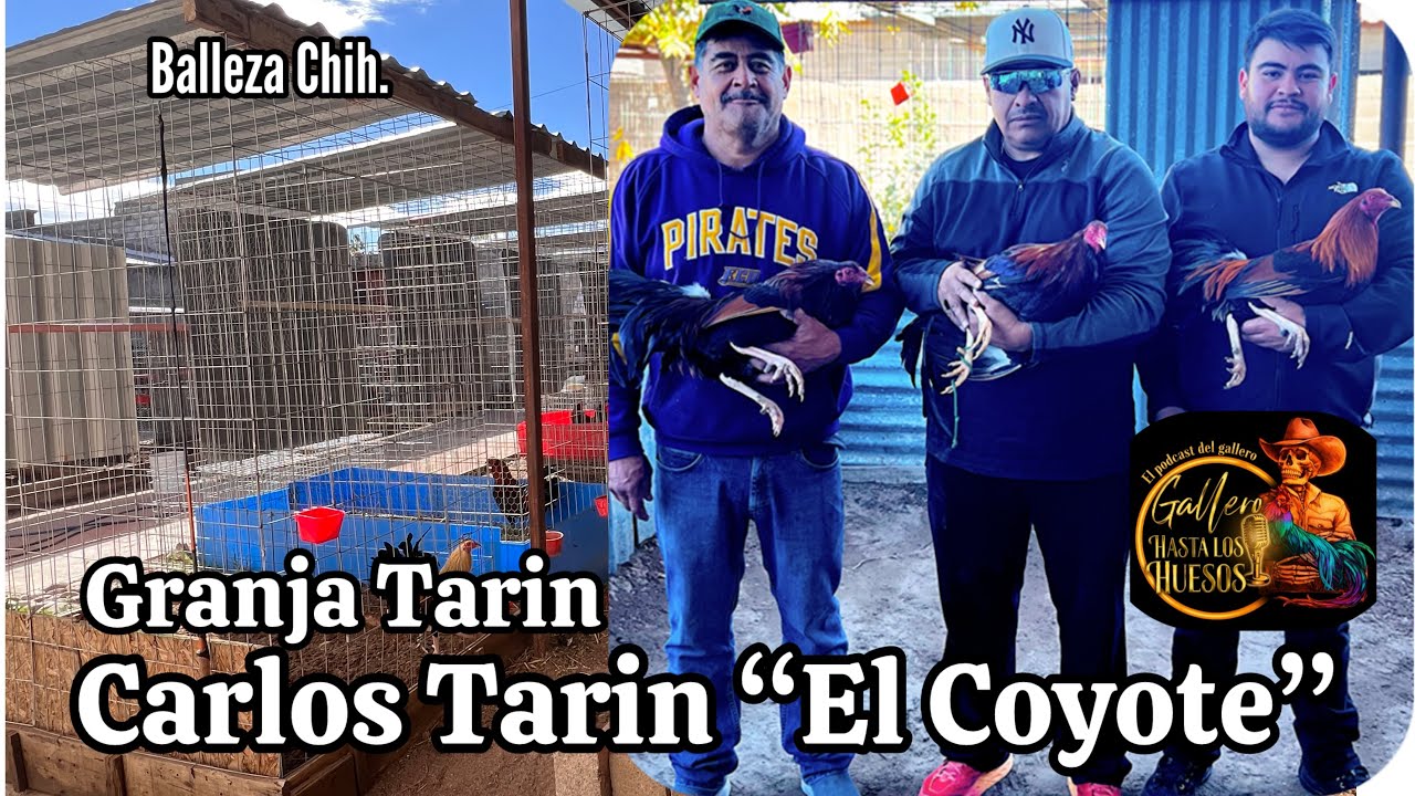 No le quieras poner precio a un gallo que no es tuyo - Carlos Tarin “El Cotote”