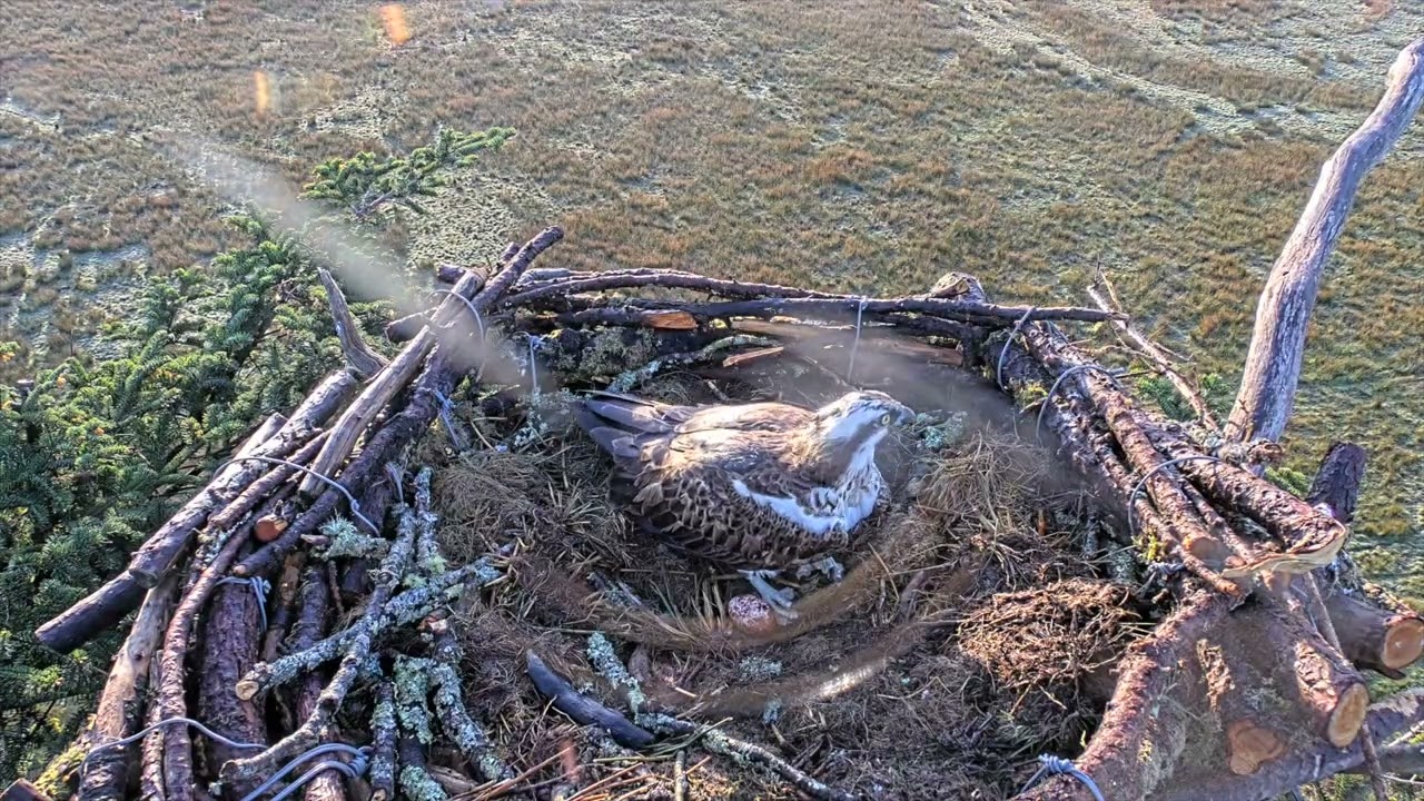 Elen yn Dodwy Ail Wy 16.4.25 Elen Lays 2nd Egg
