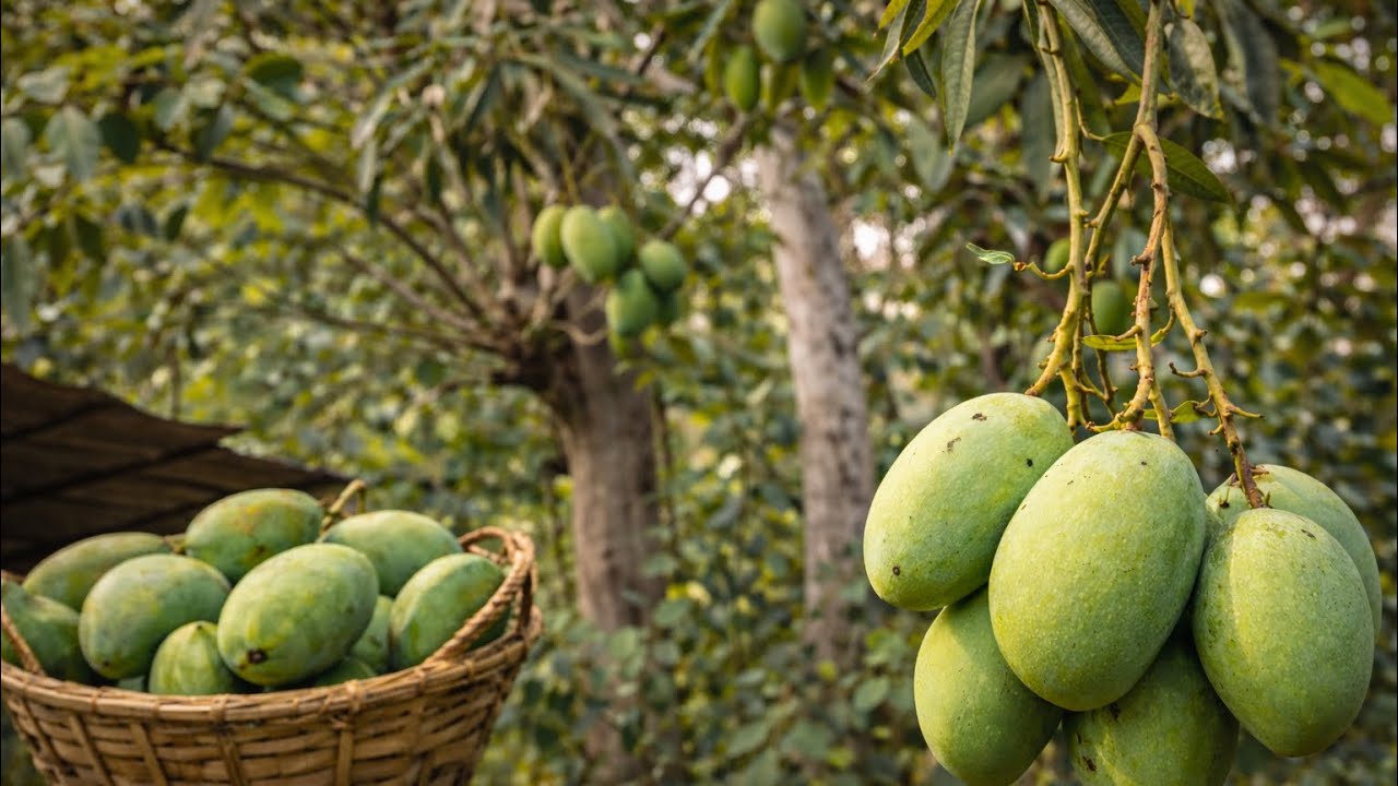 ഒരു മാങ്ങ പറിക്കൽ അപാരത 😹🥭 | Fresh Mango Harvest in the Village