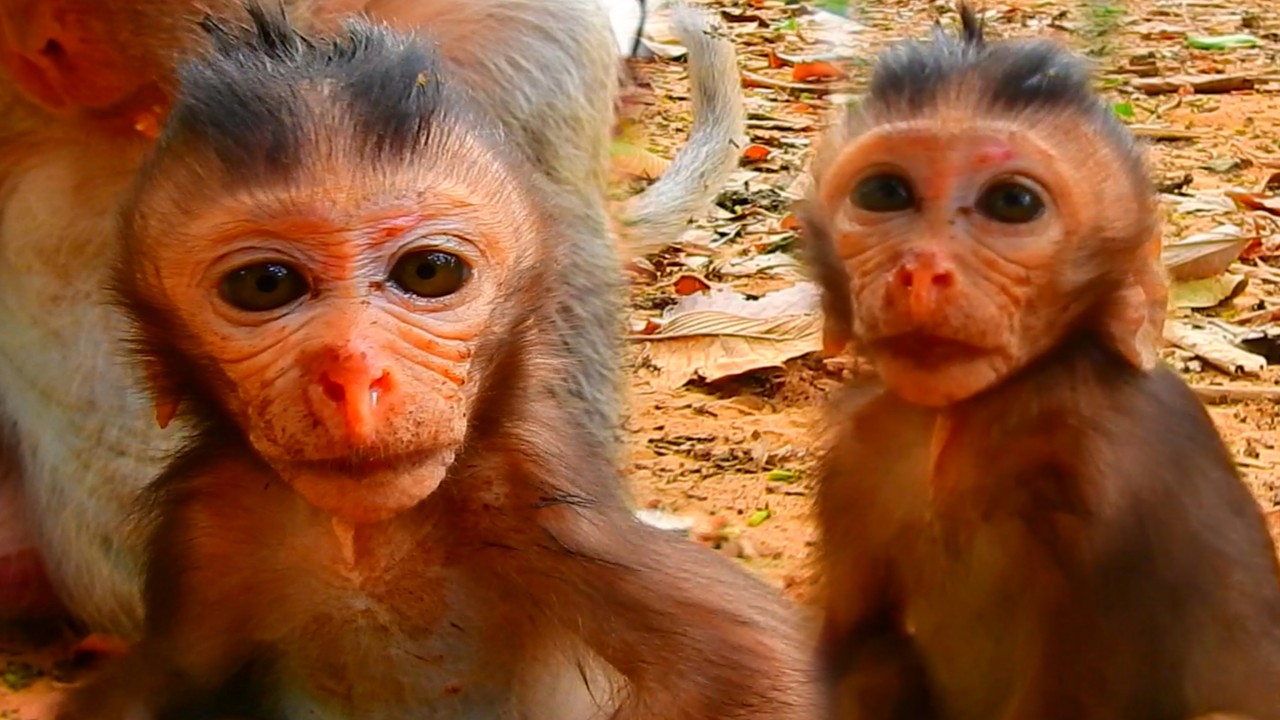 OMG! What Happened With Tiny Baby Nose? It Looks Swollen and Hurt, Baby Monkey Life After Birth
