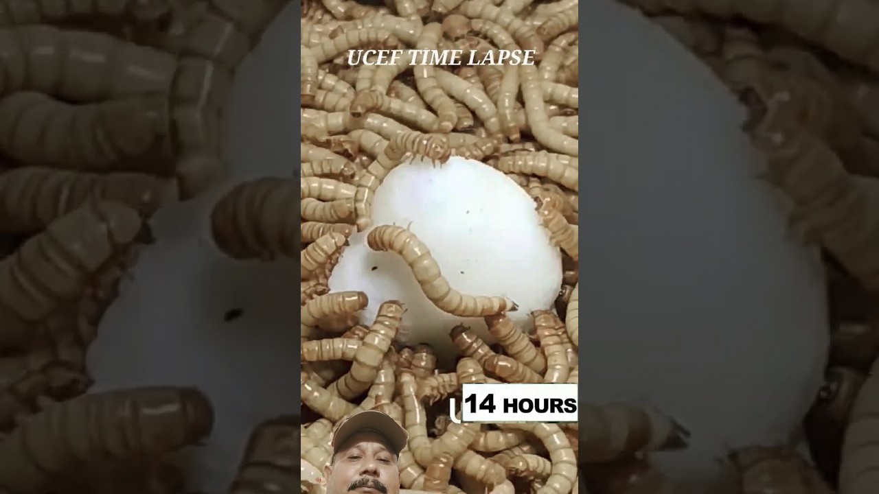 Worms Vs Egg .Worms Complete Eating The Egg Few Hours #shorts #live