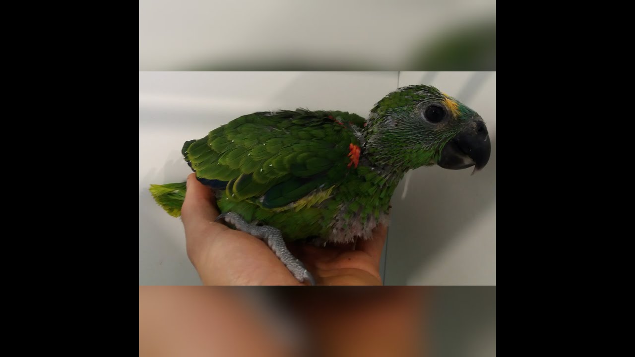 Filhote de papagaio 1 a 48  dias