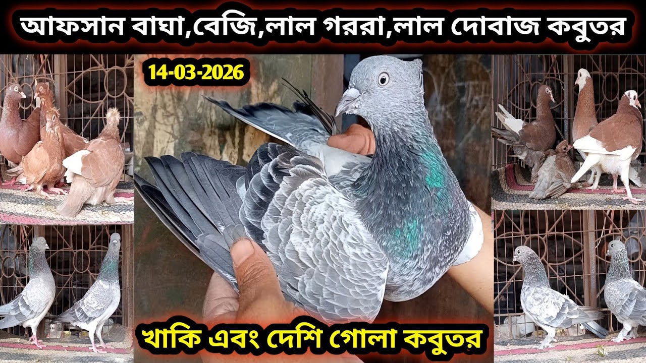 14-03-2026 আফসান বাঘা,বেজি,লাল গররা,লাল দোবাজ,খাকি এবং দেশি গোলা কবুতর কিনুন | Pigeons price bd