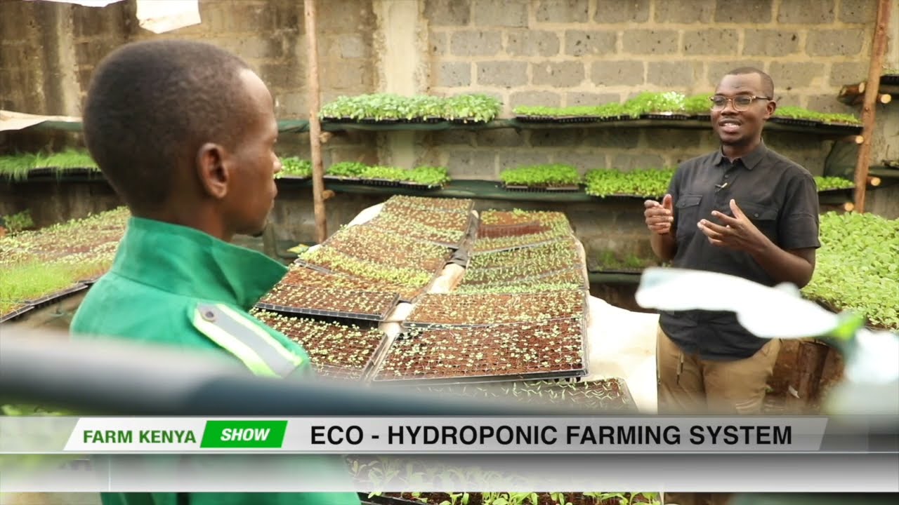 Hydroponics EXPLAINED: Farming Without Soil