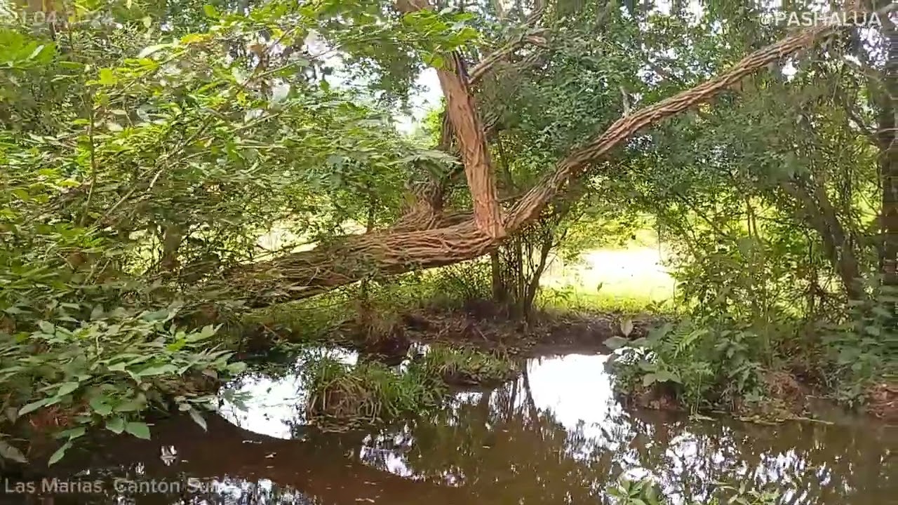Video de un solar donde jugaba un suscriptor 