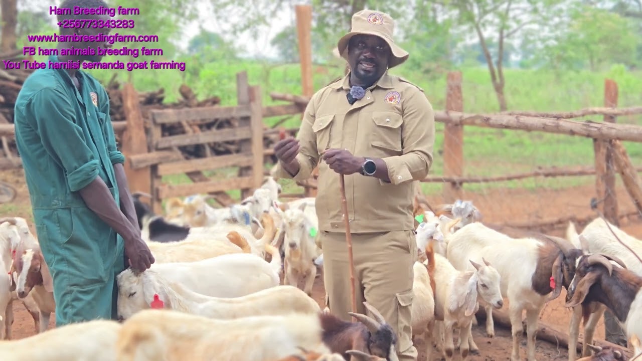 See the available market for goats in uganda and beyond  every farmer must watch this