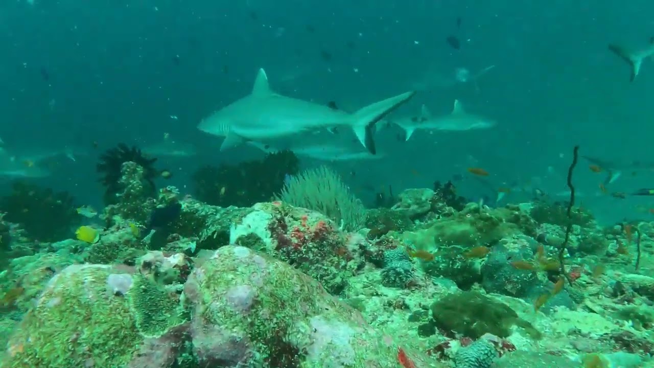 Scuba Diving In Maldives Raa Atoll