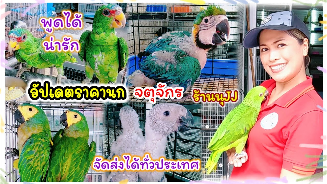 อัปเดตราคานก จตุจักร พูดได้ น่ารัก ร้านนุJJ จัดส่งได้ทั่วประเทศ